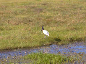 Merida010.jpg (39680 octets)