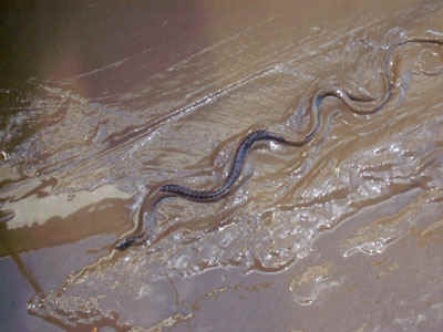 pict0006.jpg (48232 octets)